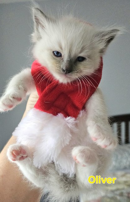 Male Blue Point/Mitted